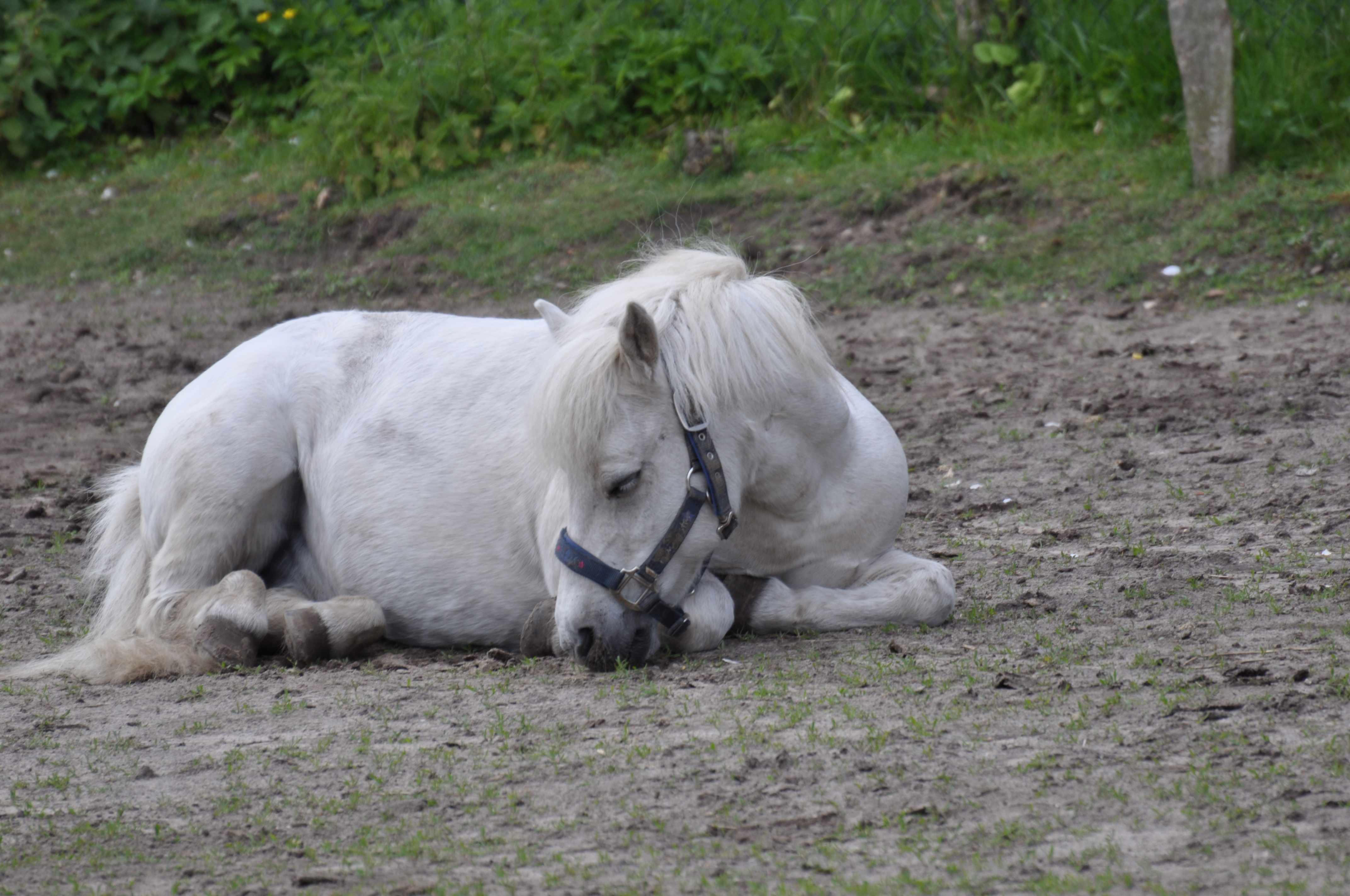 Kuschelpony Paulchen