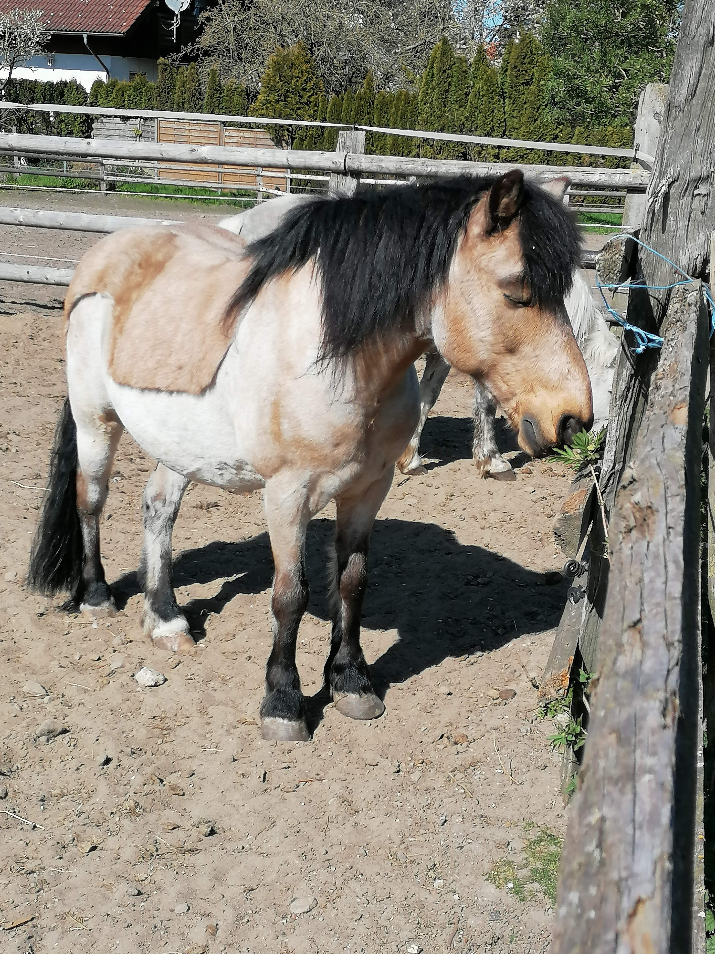 Felix- auch dieses Einstellerpony steht für den Unterricht zur Verfügung