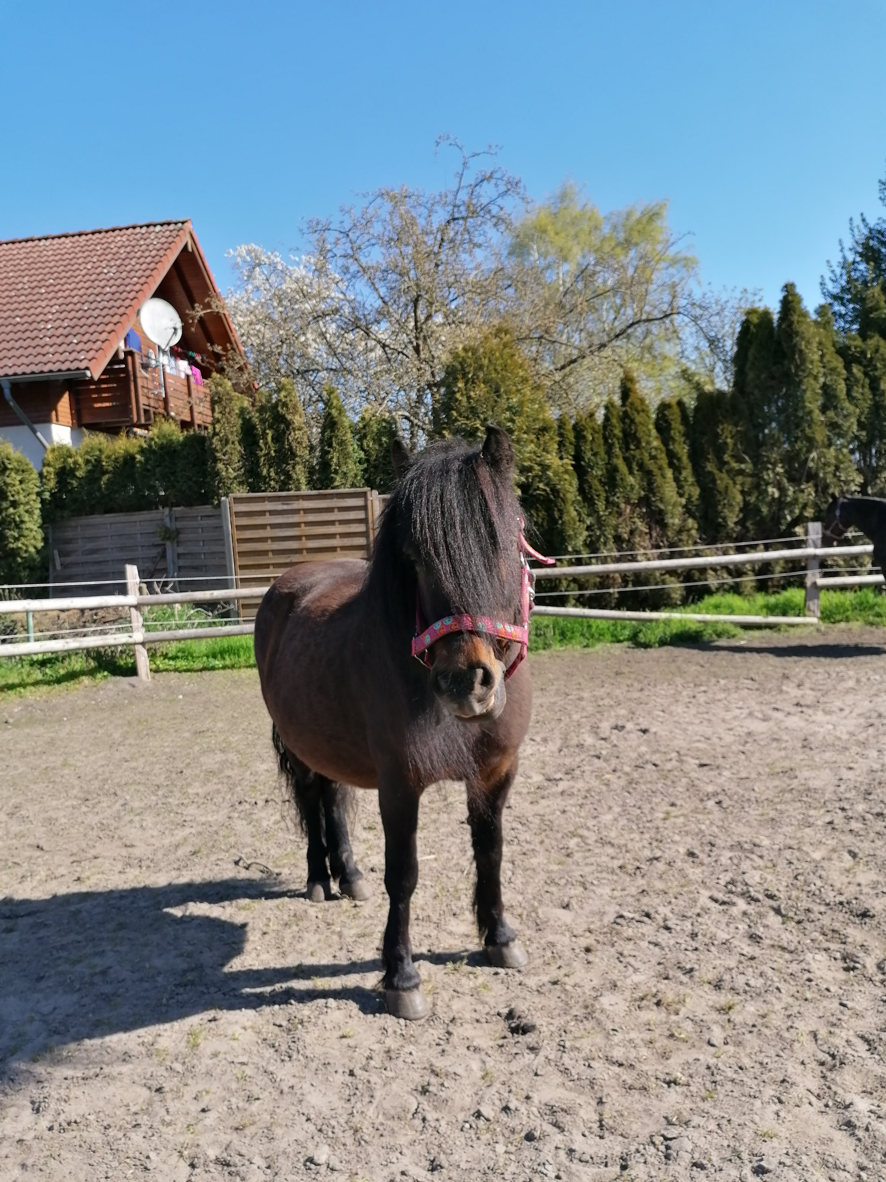 die kleine Selma wird auch wieder im Unterricht gehen, wenn ihre "Mutterschutzpause" vorbei ist