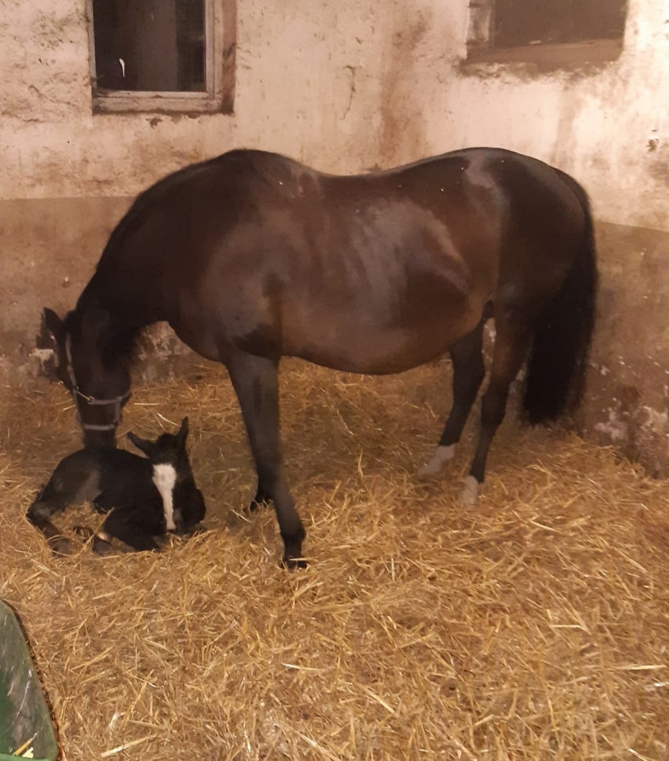 Libby mit ihrem Stutfohlen, 27.05.20